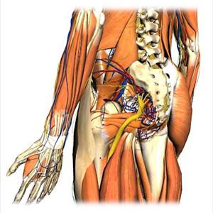 Sciatic Nerves Muscles Thigh - Sciatica Or Piriformis Syndrome - Which Is It?